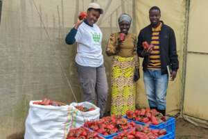 The team with the produce after harvesting peppers