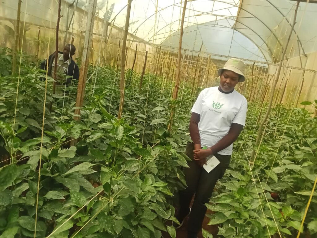 Our training manager in a pepper greenhouse