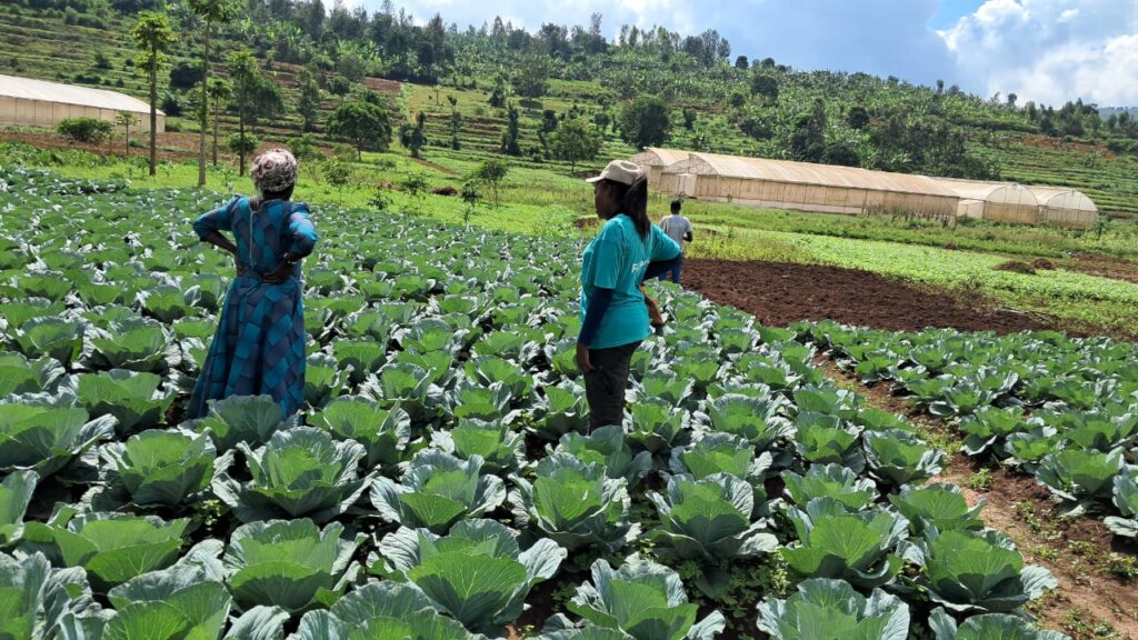 Training in a cabbage field
