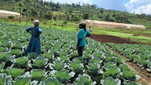 Training in a cabbage field