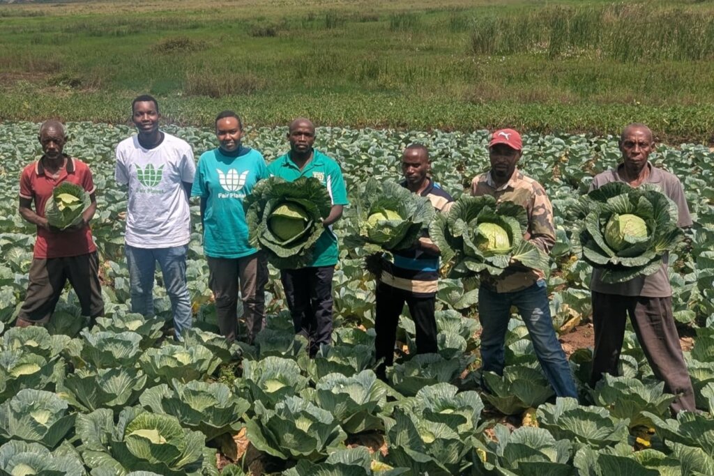 The team while harvesting cabbage