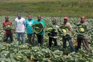 The team while harvesting cabbage