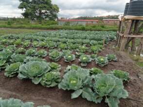 Our cabbage field in Kigali