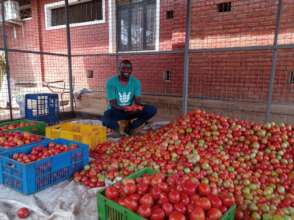Tomato crop