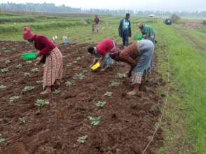 Planting a potato field in Musanze