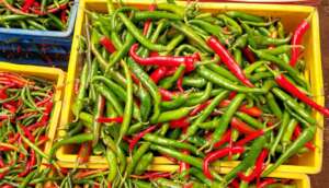 Hot pepper crop