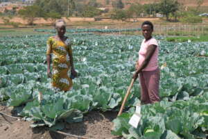 Fair Planet's Farmers in a cabbage field