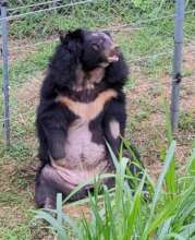 Bear Na rescued - Credits Four Paws Vietnam