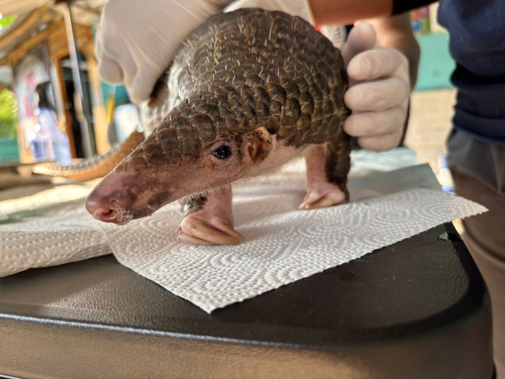 Pangolin Amba