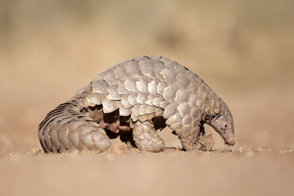 Pangolin - Credit Adobe stock