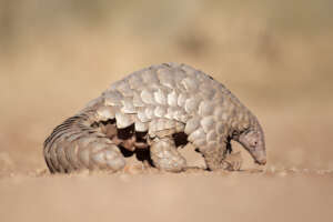 Pangolin - Credit Adobe stock