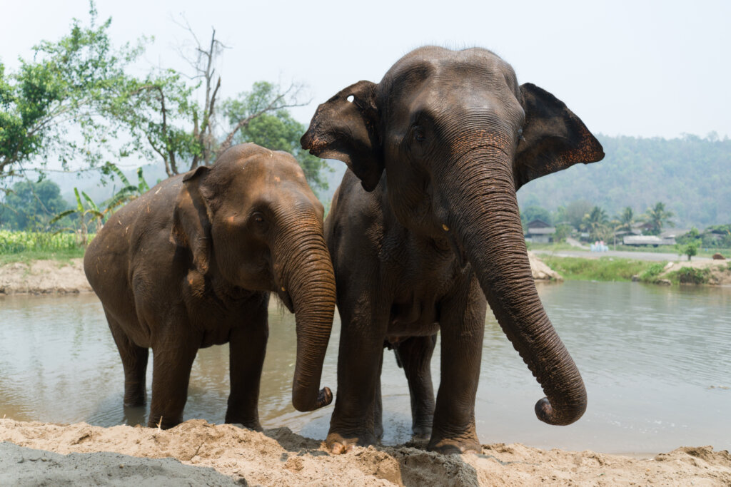 Ran-Tong Elephant Rescue Centre