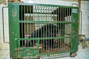 Bear na in cage - credits Four paws Vietnam