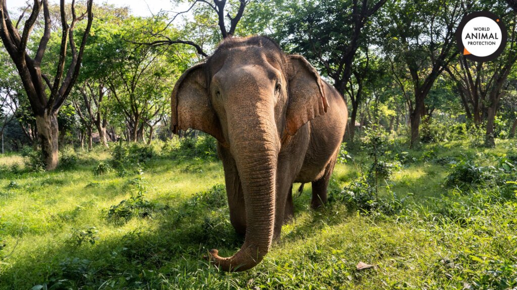 World Animal Protection
