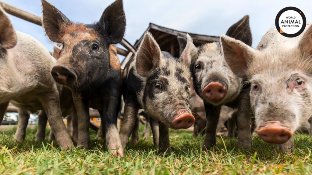 World Animal Protection