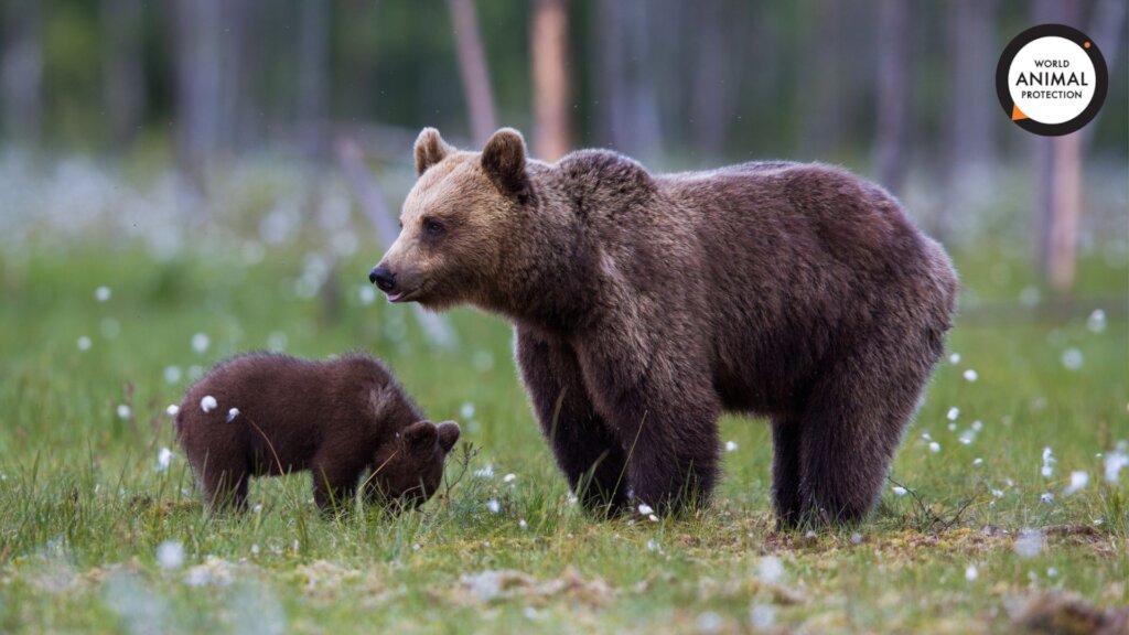 World Animal Protection
