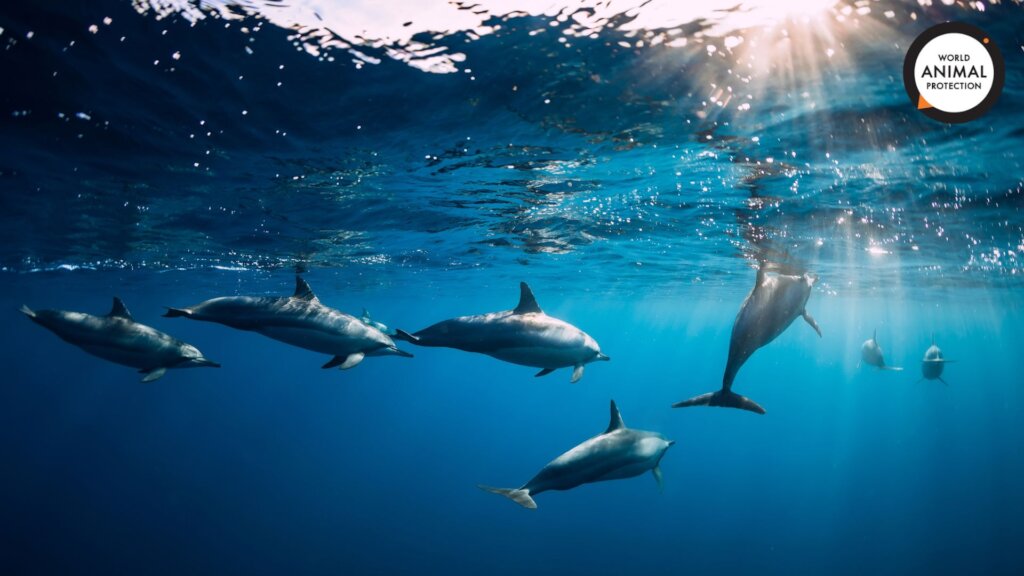 World Animal Protection