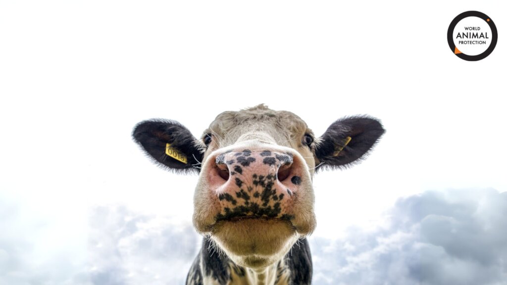 World Animal Protection