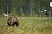 World Animal Protection