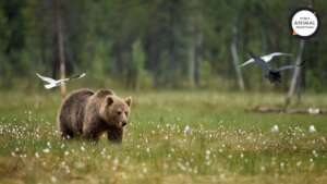 World Animal Protection