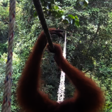 An orangutan exploring a rope bridge