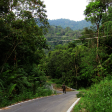 Canopy bridges mitigate the impact of new roads