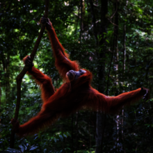 Sumatran Orangutan