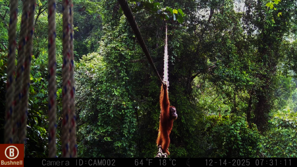 A world first as a Sumatran orangutan crosses