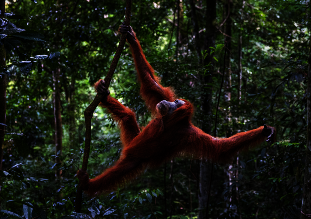 Reconnecting Orangutans and Their Rainforest Homes