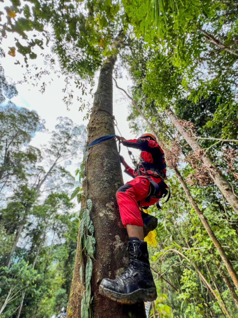 Reconnecting Orangutans and Their Rainforest Homes