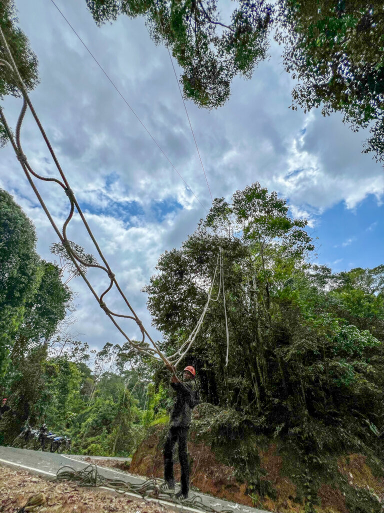 Reconnecting Orangutans and Their Rainforest Homes