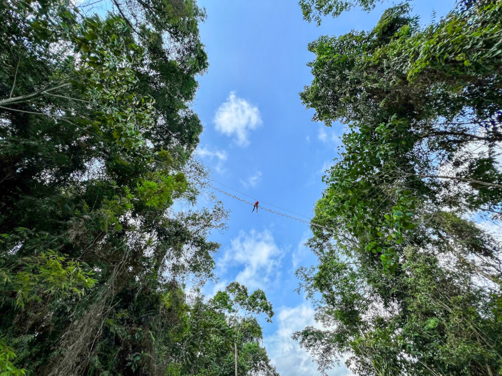 Reconnecting Orangutans and Their Rainforest Homes