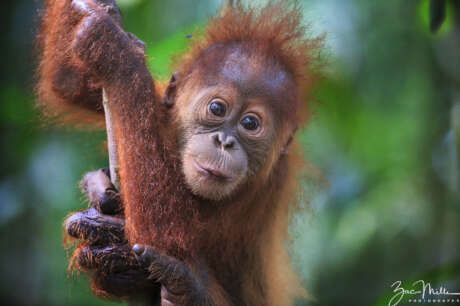 Reconnecting Orangutans and Their Rainforest Homes