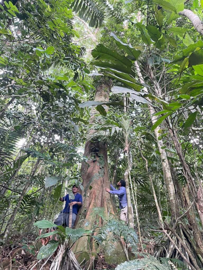 Panama rainforest stewardship & land purchase