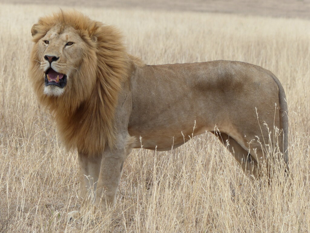 Wildlife Conservation in Arusha Region, Tanzania