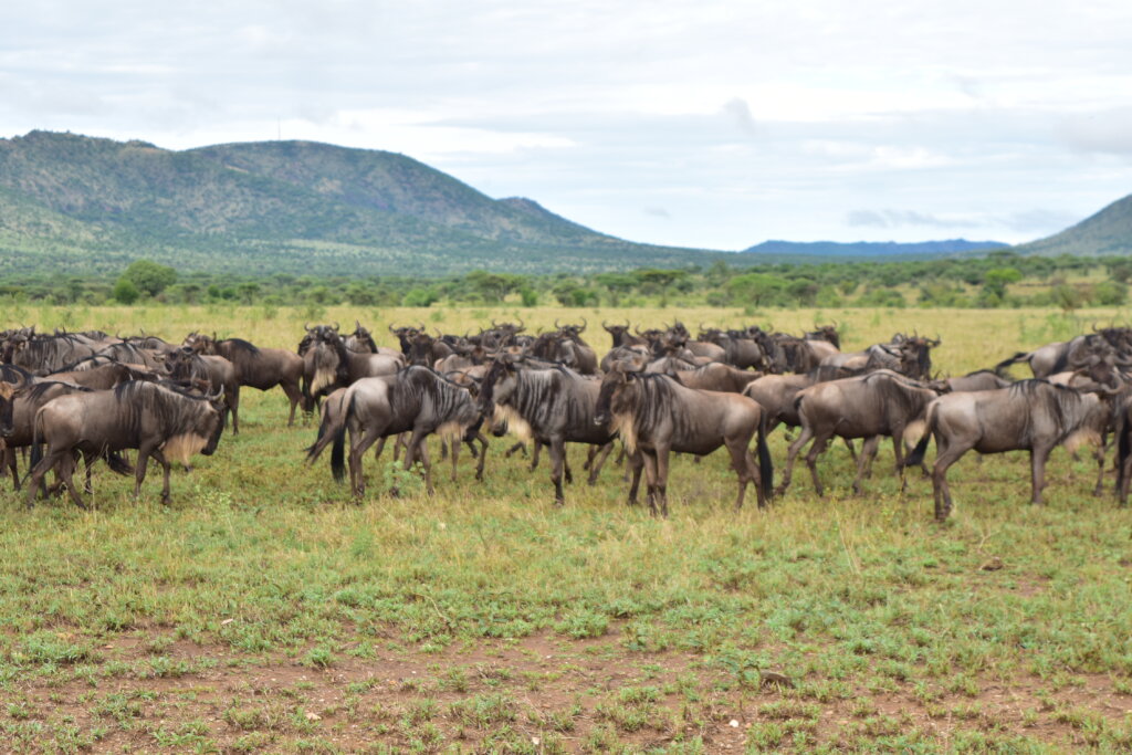 Wildlife Conservation in Arusha Region, Tanzania