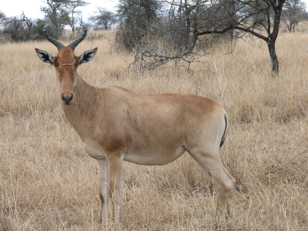 Wildlife Conservation in Arusha Region, Tanzania