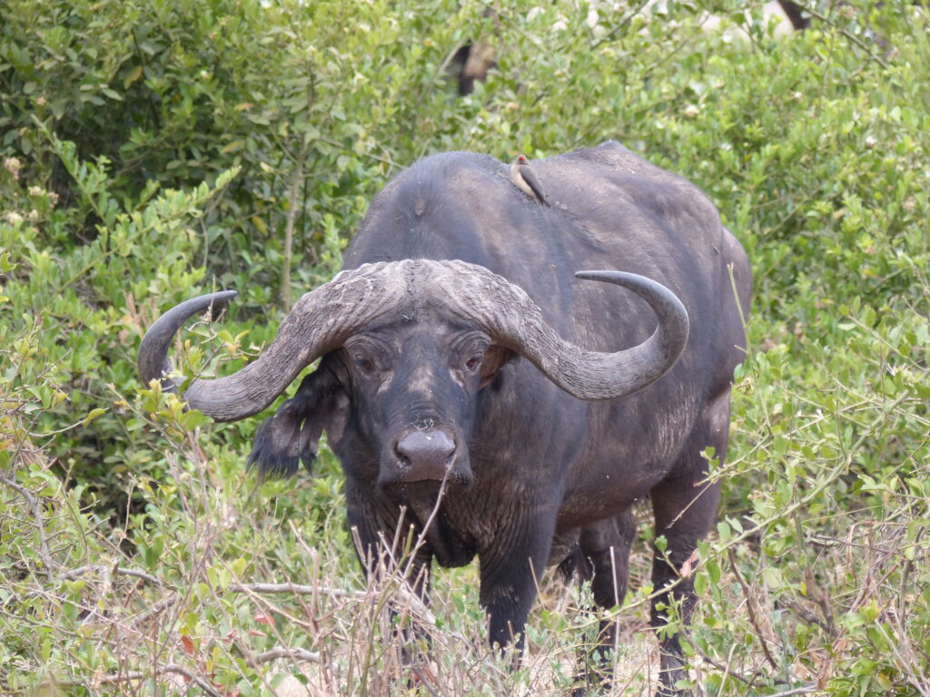 Wildlife Conservation in Arusha Region, Tanzania