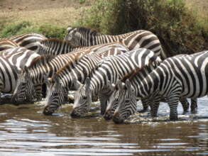 zebra