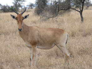 ibex