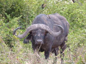 water buffalo
