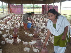 Poultry Rearing