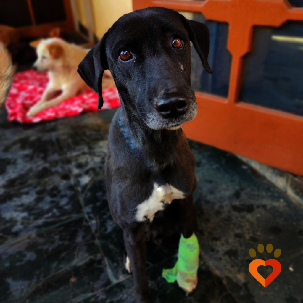 March 25 is Little By Little: Spay/Neuter 400 Dogs