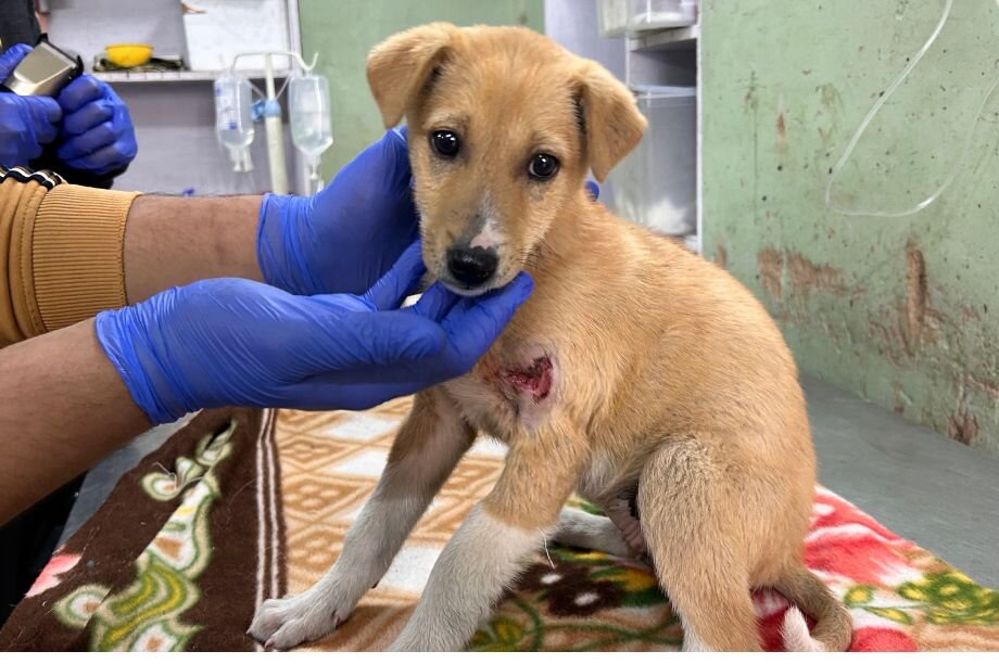 March 25 is Little By Little: Spay/Neuter 400 Dogs