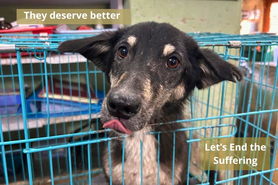March 25 is Little By Little: Spay/Neuter 400 Dogs