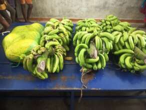 Banana ready to distribute