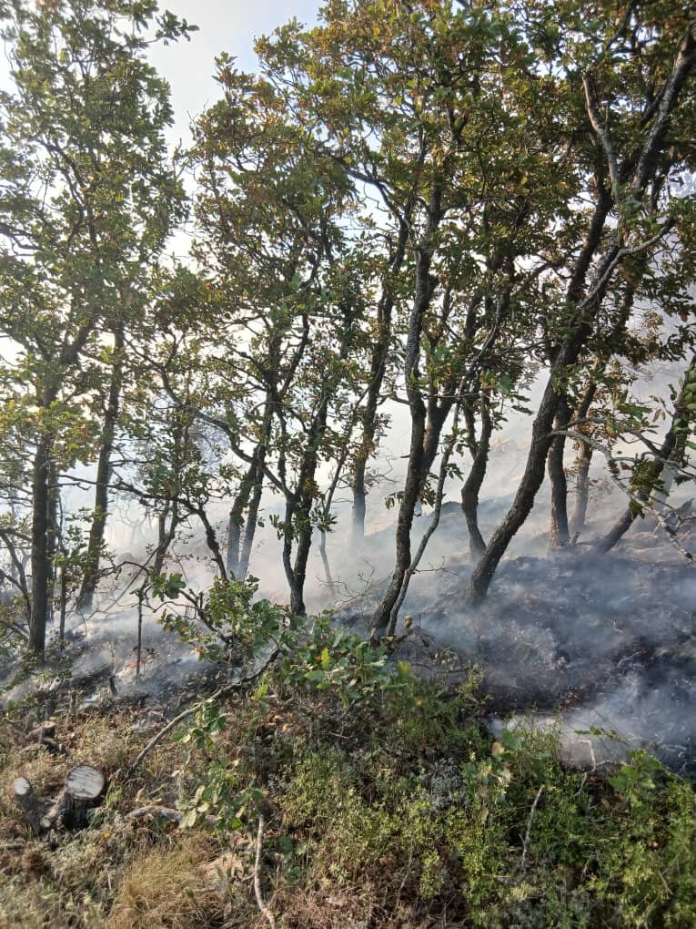 Emergency Relief for Syrians Facing Devastation