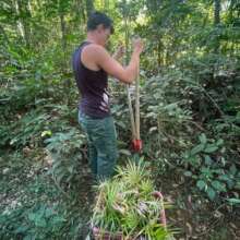 Volunteer forester Felix