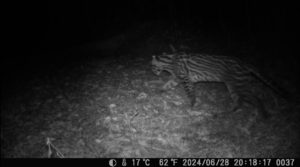 Ocelot - a night visitor