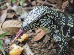 Teiu, the great lizard of Iracambi